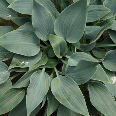 Hosta 'Hadspen Heron'